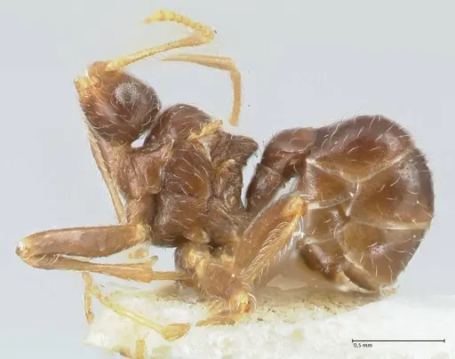 Pheidole neokohli specimen FOCOL1570 image focol1570_3