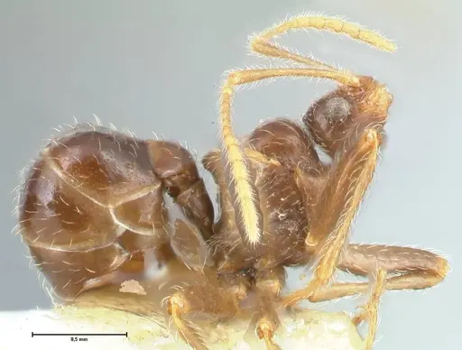 Pheidole neokohli specimen FOCOL1570 image focol1570_4