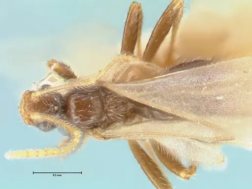 Pheidole neokohli specimen FOCOL1571 image focol1571_1