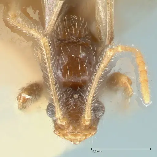 Pheidole neokohli specimen FOCOL1571 image focol1571_2