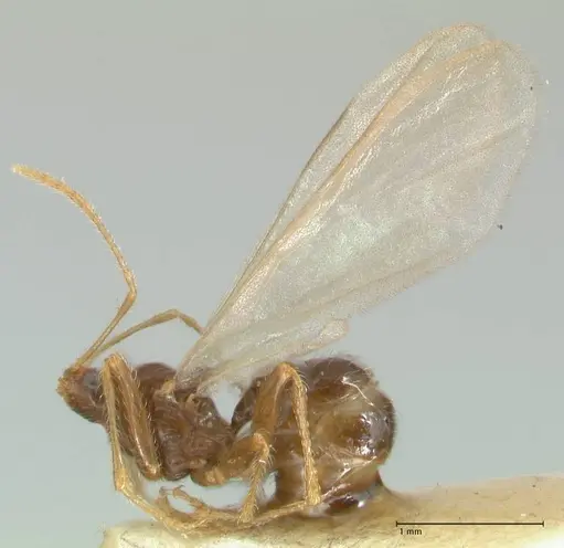 Pheidole neokohli specimen FOCOL1571 image focol1571_3