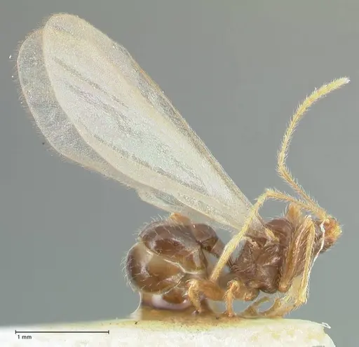 Pheidole neokohli specimen FOCOL1571 image focol1571_4