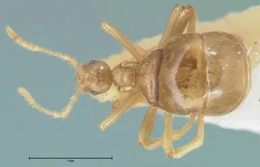 Pheidole neokohli specimen FOCOL1572 image focol1572_1