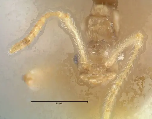 Pheidole neokohli specimen FOCOL1572 image focol1572_2
