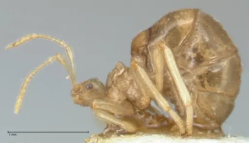 Pheidole neokohli specimen FOCOL1572 image focol1572_3