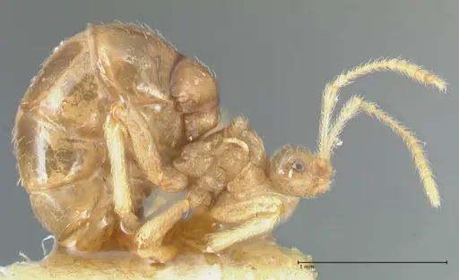 Pheidole neokohli specimen FOCOL1572 image focol1572_4