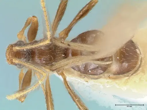 Pheidole neokohli specimen FOCOL1573 image focol1573_1