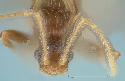 Pheidole neokohli specimen FOCOL1573 image focol1573_2