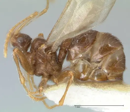 Pheidole neokohli specimen FOCOL1573 image focol1573_3