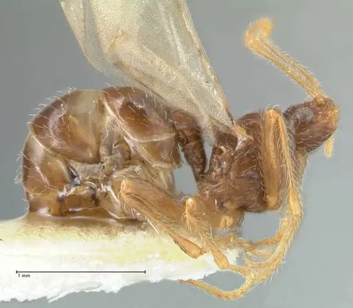 Pheidole neokohli specimen FOCOL1573 image focol1573_4