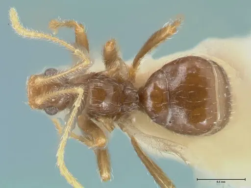 Pheidole neokohli specimen FOCOL1574 image focol1574_1