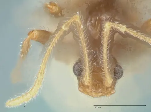 Pheidole neokohli specimen FOCOL1574 image focol1574_2