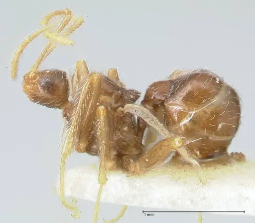 Pheidole neokohli specimen FOCOL1574 image focol1574_3
