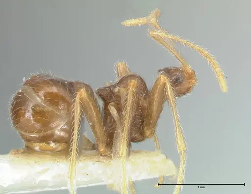 Pheidole neokohli specimen FOCOL1574 image focol1574_4