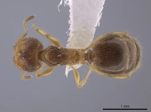Pheidole neolongiceps specimen CASENT0656036 image casent0656036_1