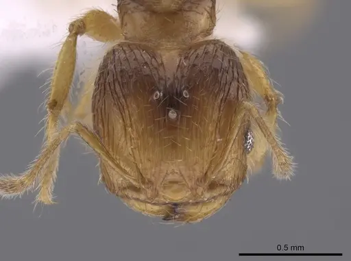 Pheidole neolongiceps specimen CASENT0656036 image casent0656036_2