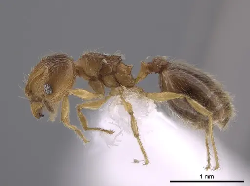 Pheidole neolongiceps specimen CASENT0656036 image casent0656036_3