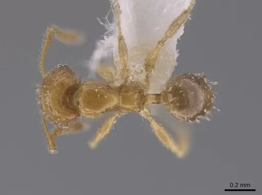 Pheidole neolongiceps specimen CASENT0656039 image casent0656039_1