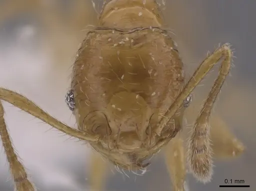 Pheidole neolongiceps specimen CASENT0656039 image casent0656039_2