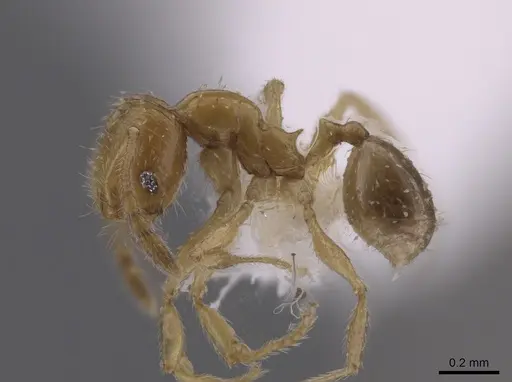 Pheidole neolongiceps specimen CASENT0656039 image casent0656039_3
