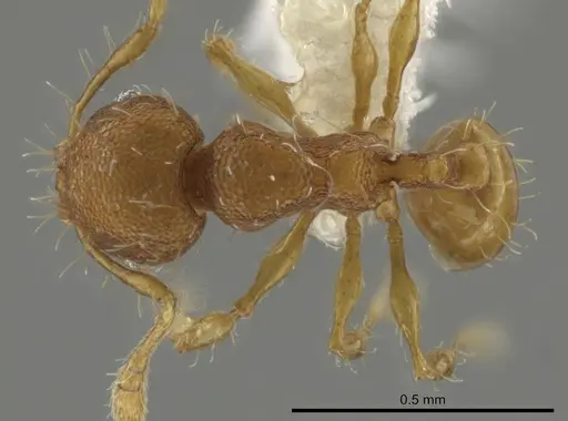 Pheidole neoschultzi specimen CASENT0646003 image casent0646003_1
