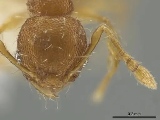 Pheidole neoschultzi specimen CASENT0646003 image casent0646003_2