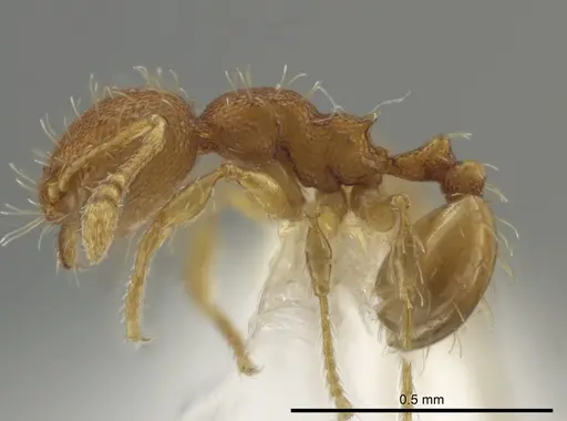 Pheidole neoschultzi specimen CASENT0646003 image casent0646003_3