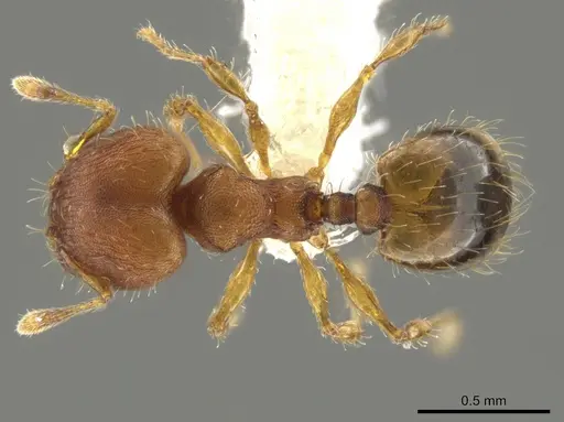 Pheidole neoschultzi specimen CASENT0646007 image casent0646007_1