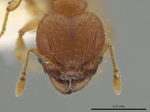 Pheidole neoschultzi specimen CASENT0646007 image casent0646007_2