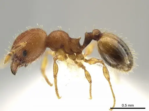 Pheidole neoschultzi specimen CASENT0646007 image casent0646007_3