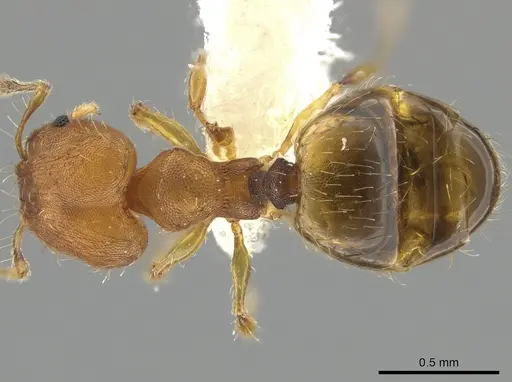 Pheidole neoschultzi specimen CASENT0646134 image casent0646134_1