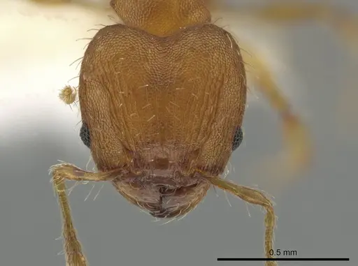 Pheidole neoschultzi specimen CASENT0646134 image casent0646134_2