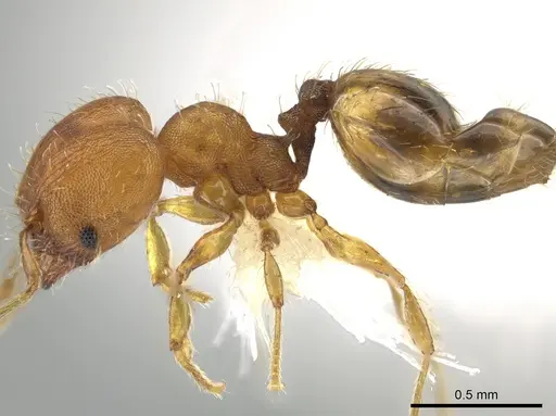 Pheidole neoschultzi specimen CASENT0646134 image casent0646134_3