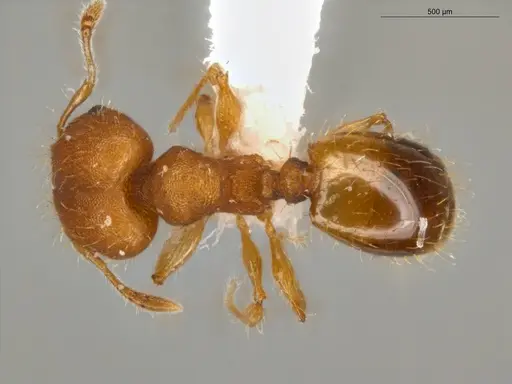 Pheidole neoschultzi specimen ECOFOG-IT14-0423-70-S image ecofog-it14-0423-70-s_1