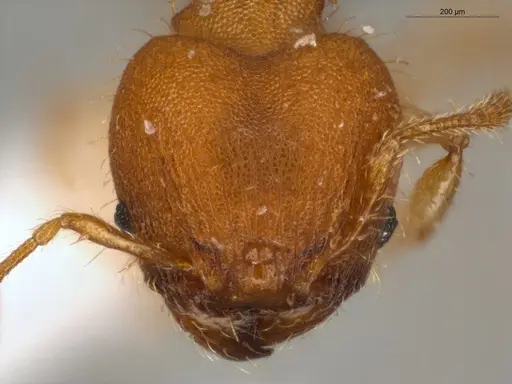 Pheidole neoschultzi specimen ECOFOG-IT14-0423-70-S image ecofog-it14-0423-70-s_2