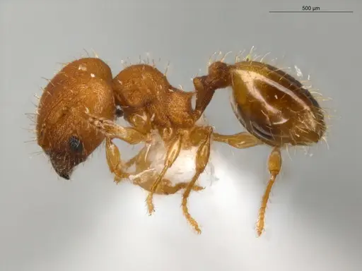 Pheidole neoschultzi specimen ECOFOG-IT14-0423-70-S image ecofog-it14-0423-70-s_3