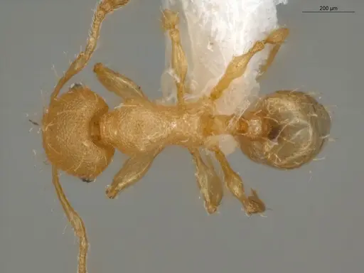 Pheidole neoschultzi specimen ECOFOG-IT14-0423-70 image ecofog-it14-0423-70_1
