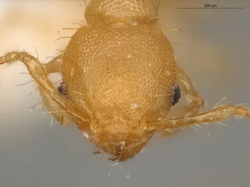 Pheidole neoschultzi specimen ECOFOG-IT14-0423-70 image ecofog-it14-0423-70_2