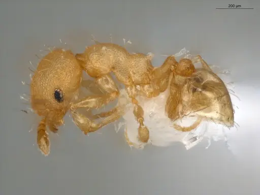 Pheidole neoschultzi specimen ECOFOG-IT14-0423-70 image ecofog-it14-0423-70_3