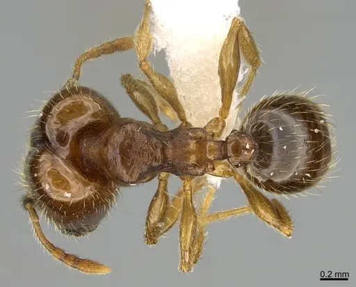 Pheidole nephele specimen CASENT0609961 image casent0609961_1