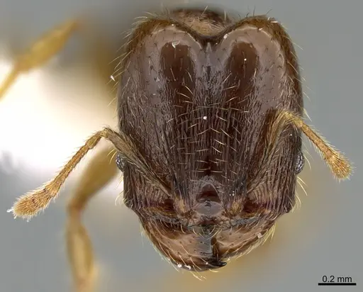 Pheidole nephele specimen CASENT0609961 image casent0609961_2