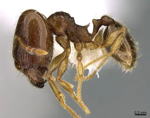 Pheidole nephele specimen CASENT0609961 image casent0609961_3