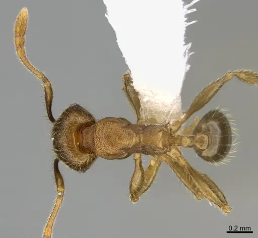 Pheidole nephele specimen CASENT0609962 image casent0609962_1