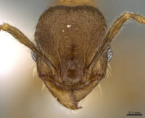 Pheidole nephele specimen CASENT0609962 image casent0609962_2