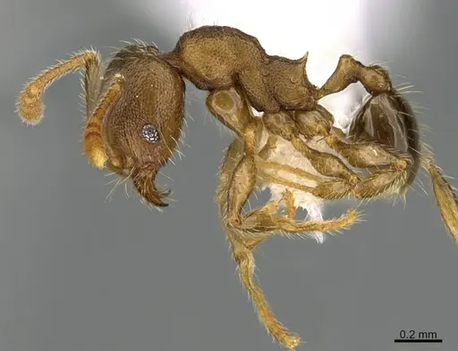 Pheidole nephele specimen CASENT0609962 image casent0609962_3