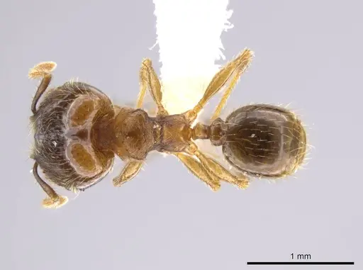 Pheidole nephele specimen CASENT0609968 image casent0609968_1