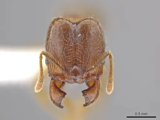 Pheidole nephele specimen CASENT0609968 image casent0609968_2