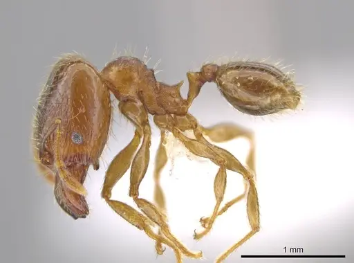 Pheidole nephele specimen CASENT0609968 image casent0609968_3