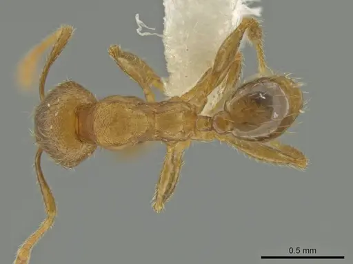Pheidole nephele specimen CASENT0609969 image casent0609969_1