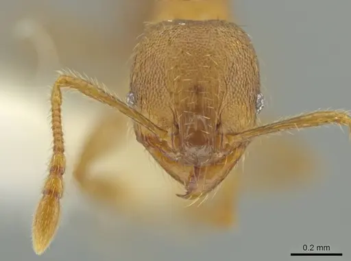 Pheidole nephele specimen CASENT0609969 image casent0609969_2